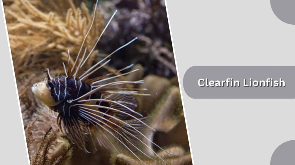 Clearfin Lionfish