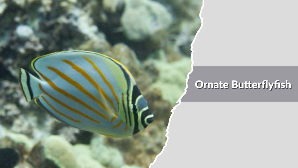 Ornate Butterflyfish