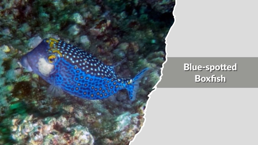Blue-spotted Boxfish