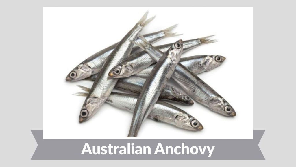 Australian Anchovy