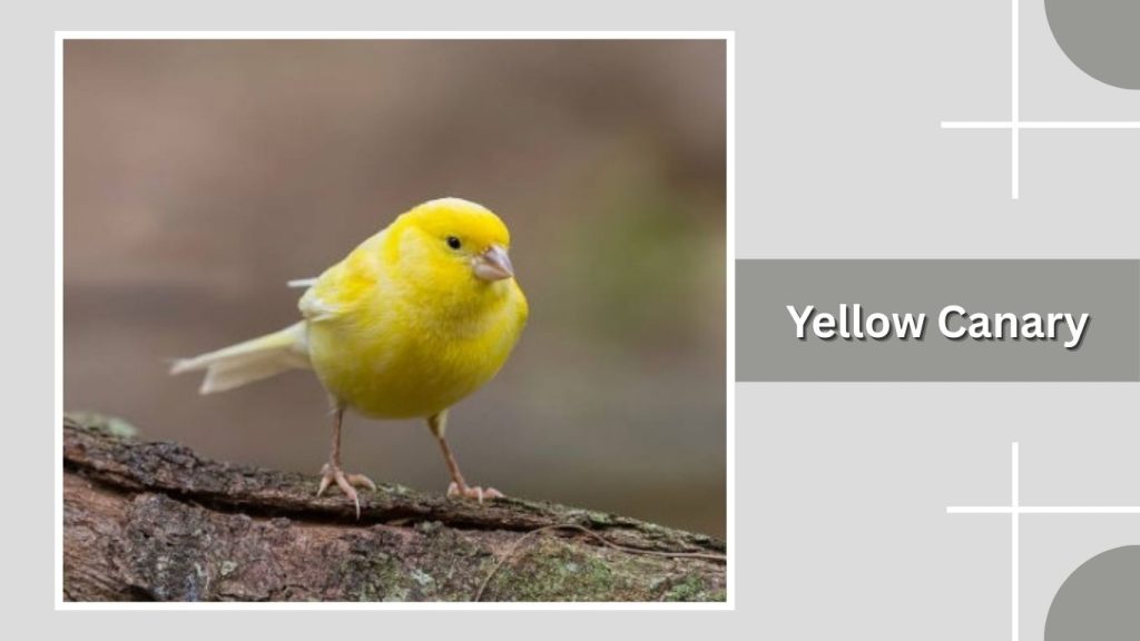 Yellow Canary