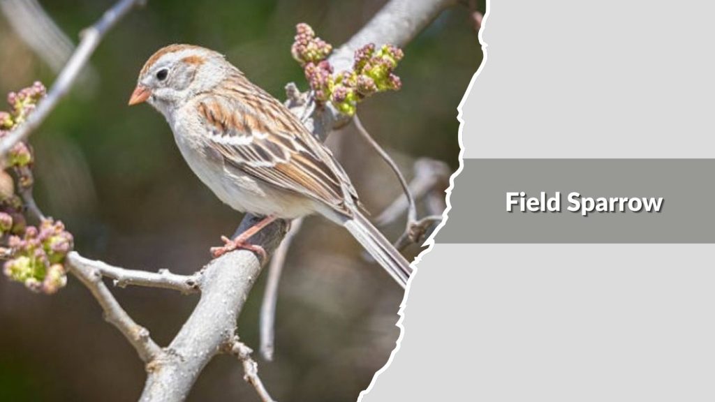 Field Sparrow