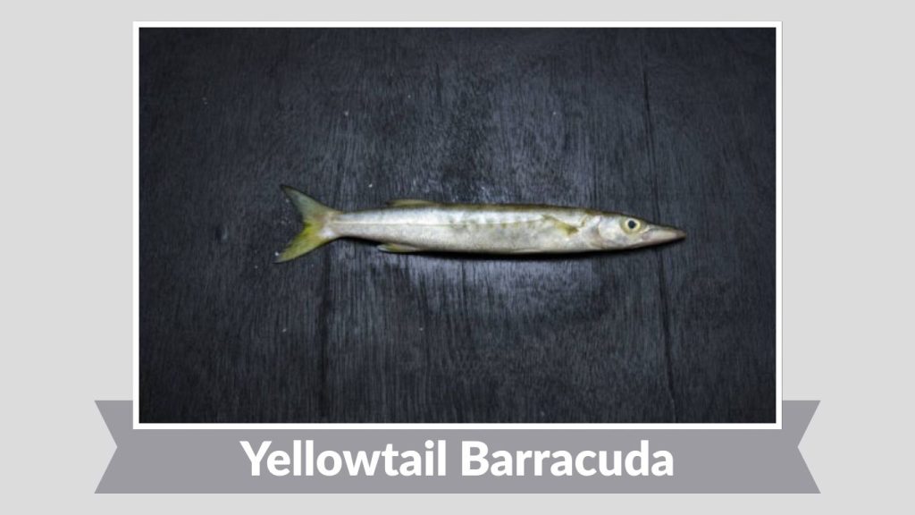 Yellowtail Barracuda