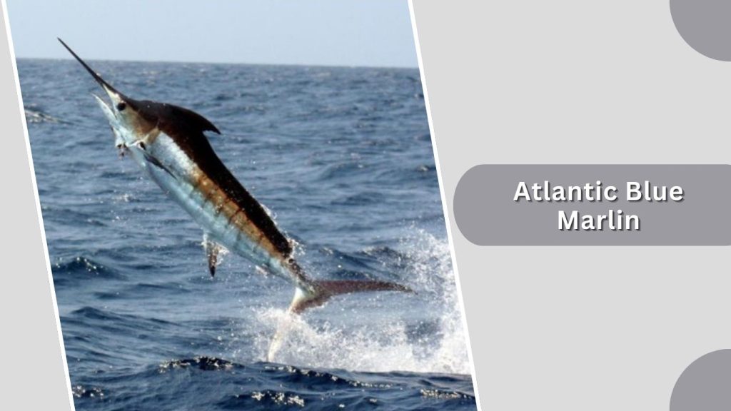 Atlantic Blue Marlin