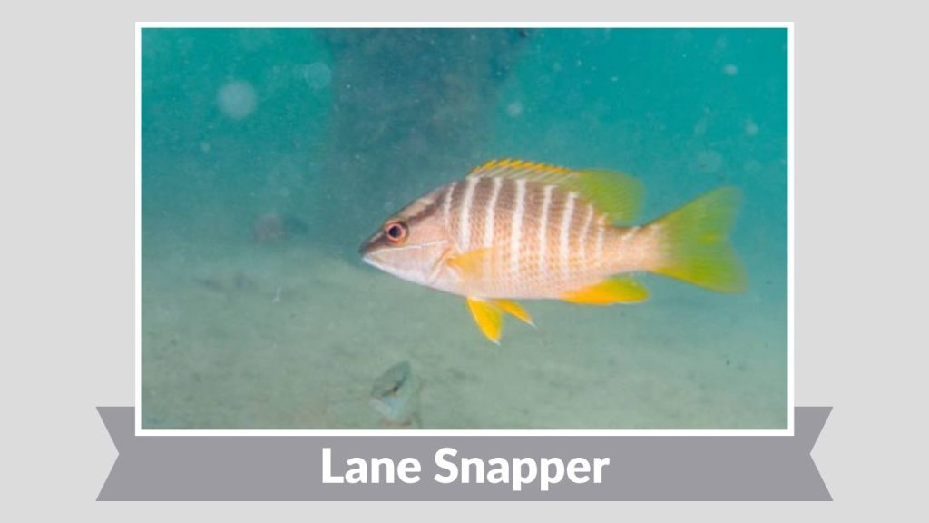 Lane Snapper