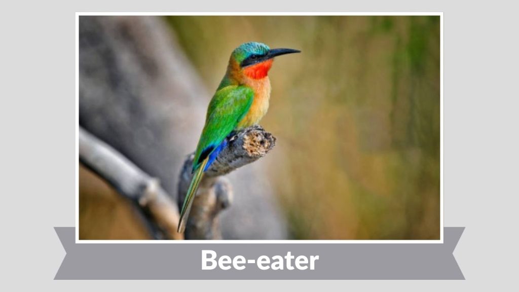 Bee-eater