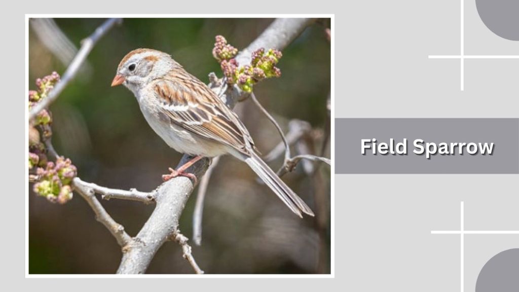  Field Sparrow