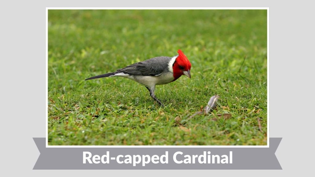Red-capped Cardinal