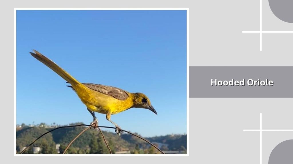 Hooded Oriole