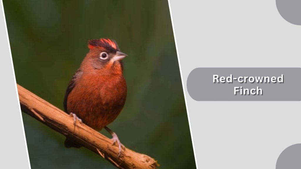 Red-crowned Finch