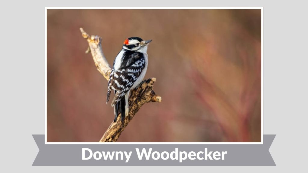 Downy Woodpecker