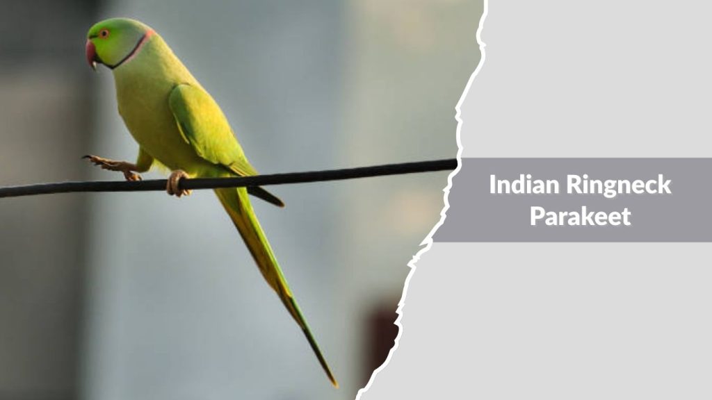Indian Ringneck Parakeet