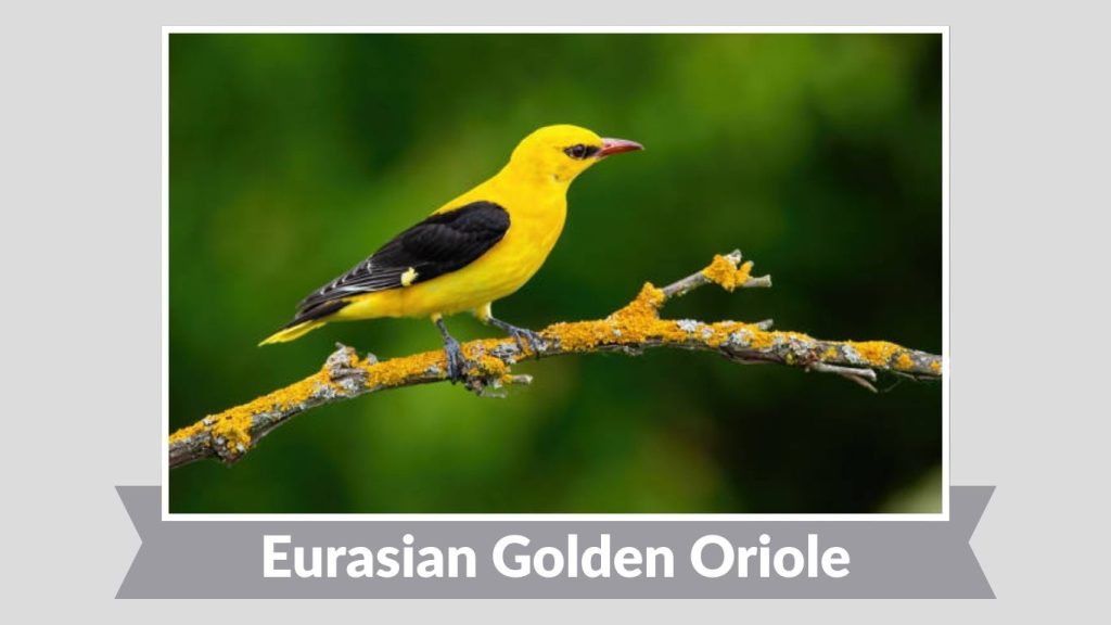 Eurasian Golden Oriole