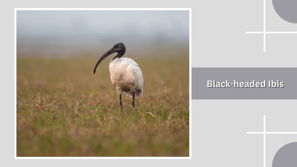 Black-headed Ibis