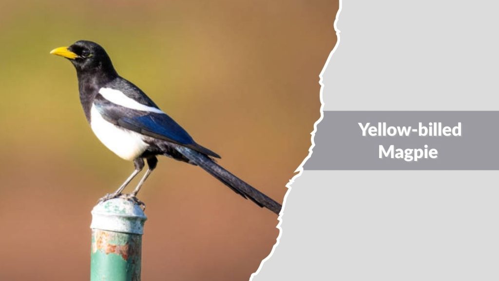 Yellow-billed Magpie