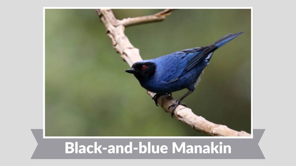 Black-and-blue Manakin