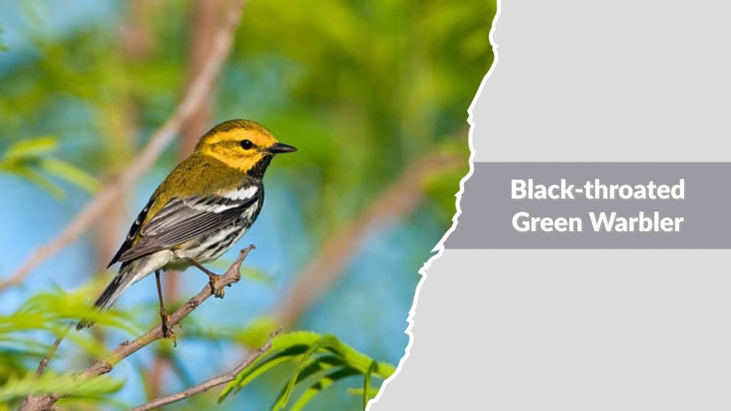 Black-throated Green Warbler