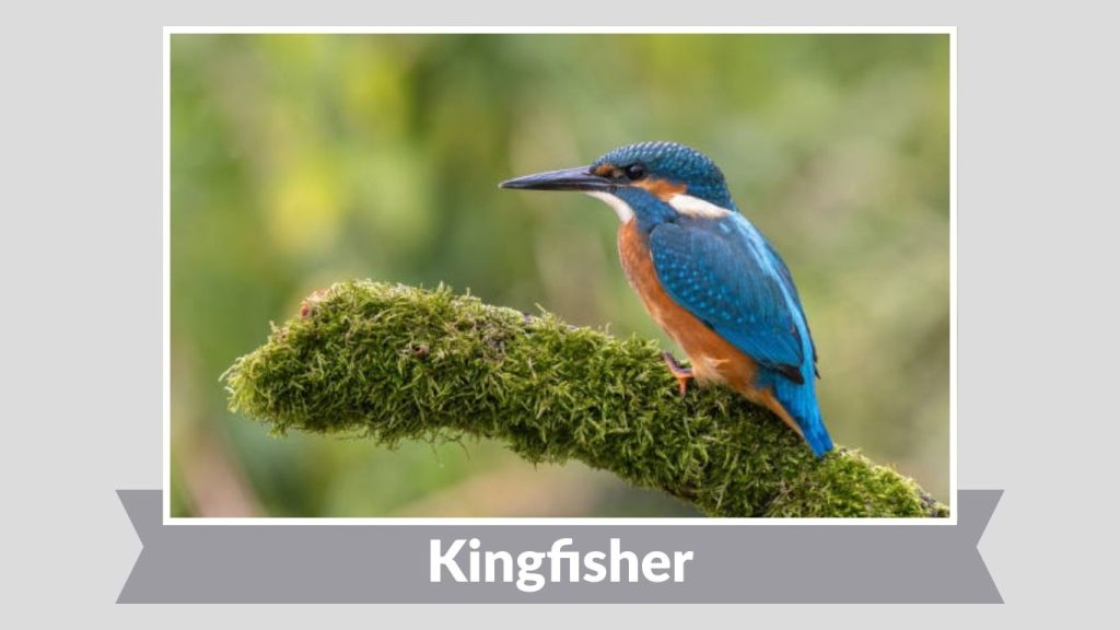 Kingfisher