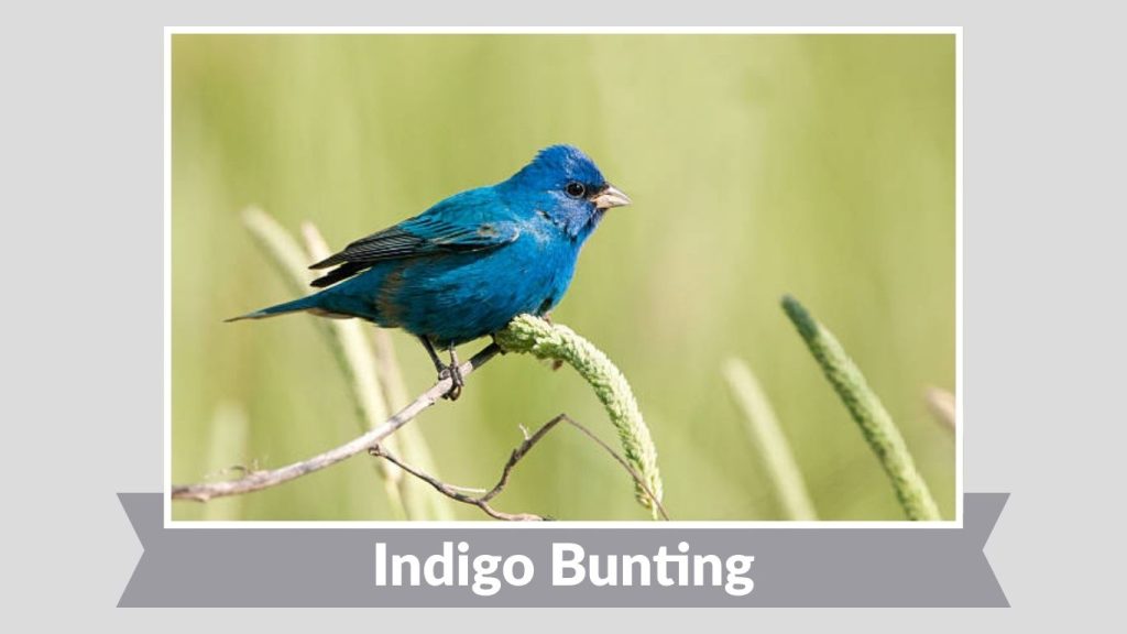 Indigo Bunting