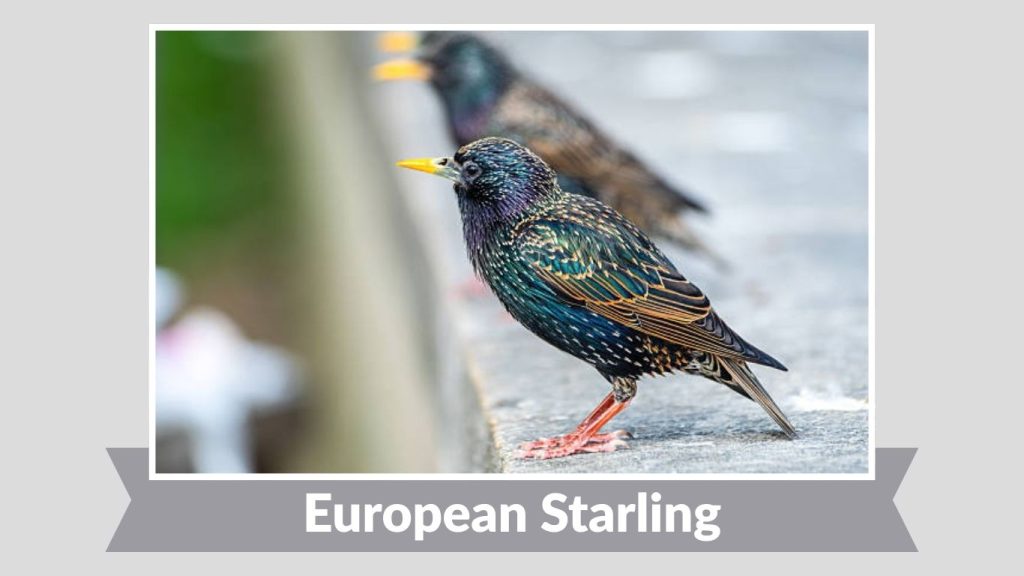 European Starling 