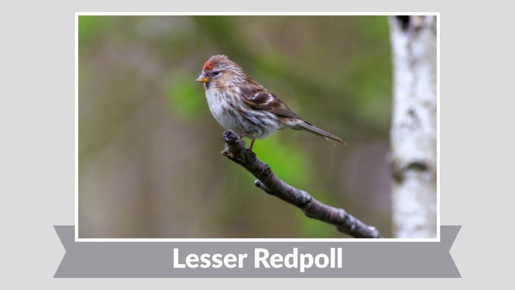 Lesser Redpoll 