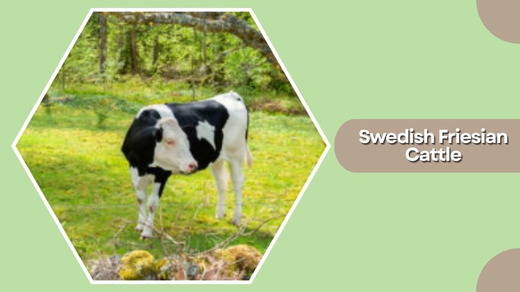 Swedish Friesian Cattle