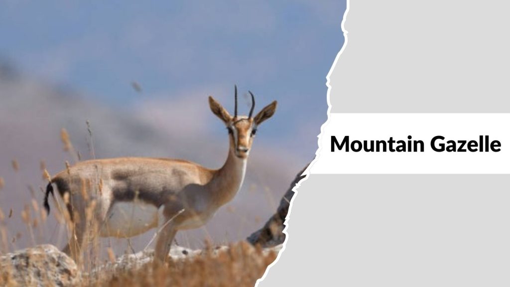 Mountain Gazelle