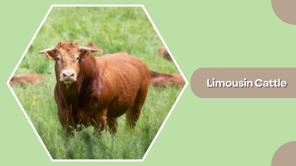 Limousin Cattle