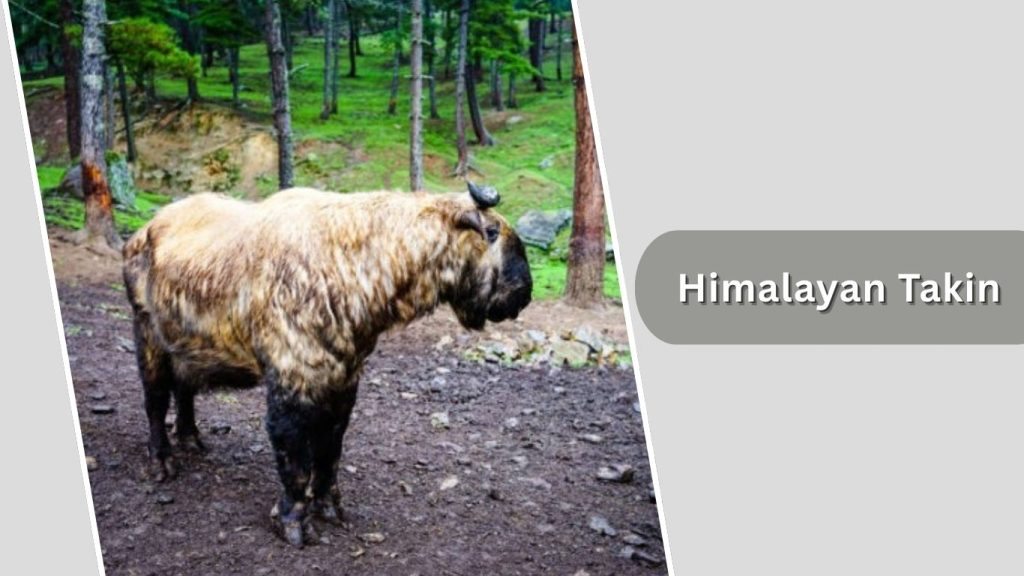 Himalayan Takin