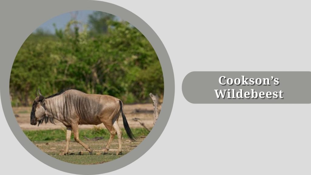 Cookson’s Wildebeest 