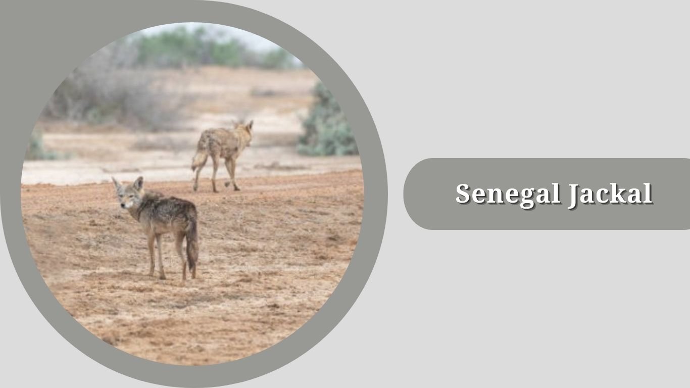 7 Types of Jackal: Species Identification with Pictures