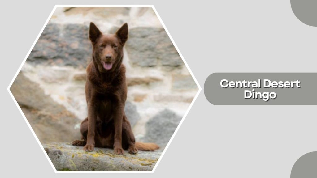 Central Desert Dingo