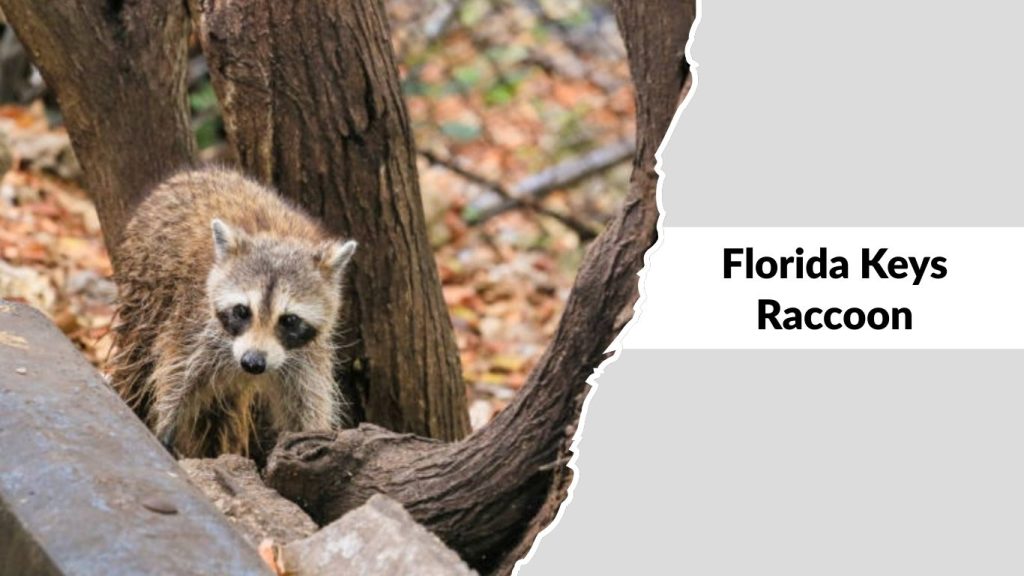 Florida Keys Raccoon (Procyon lotor auspicatus)