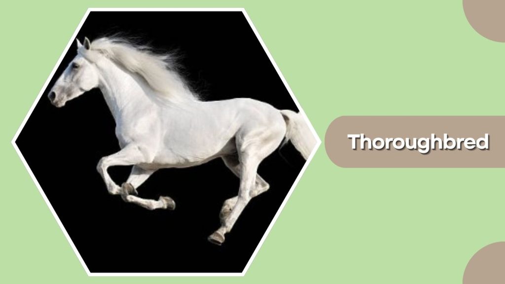 Thoroughbred
