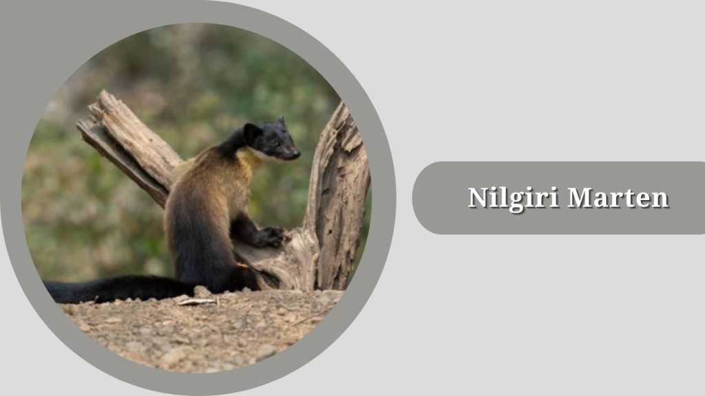 Nilgiri Marten (Martes gwatkinsii)