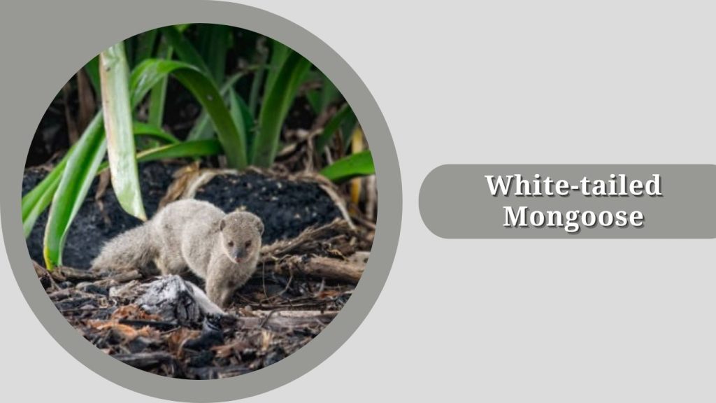 White-tailed Mongoose