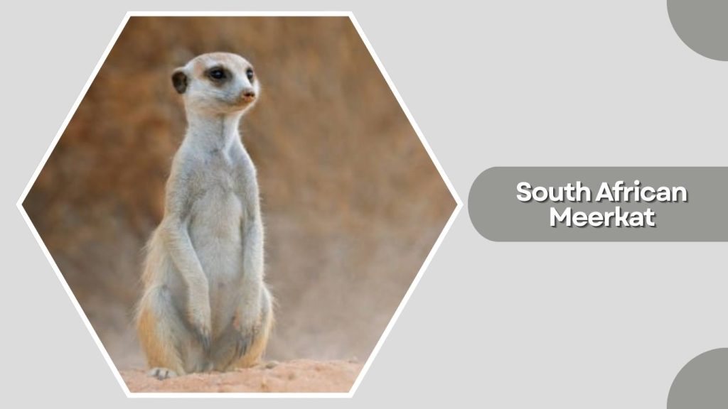 South African Meerkat