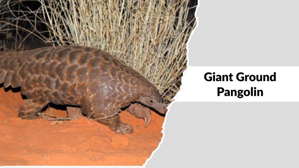 Giant Ground Pangolin