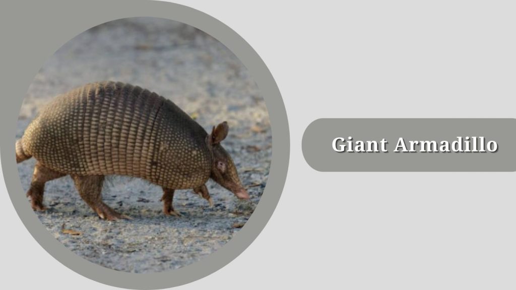 Giant Armadillo