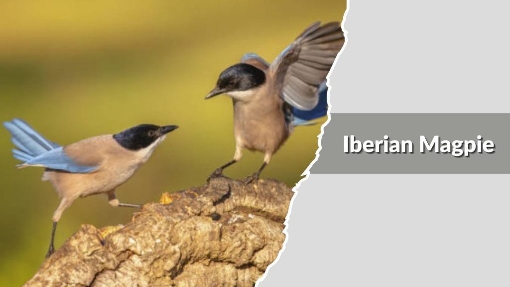 Iberian Magpie