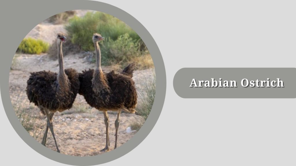Arabian Ostrich