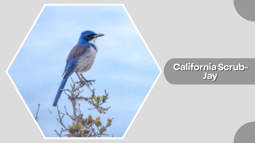California Scrub-Jay