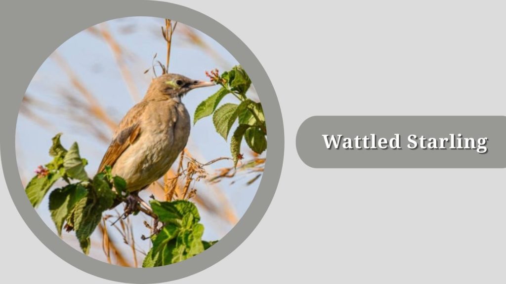 Wattled Starling