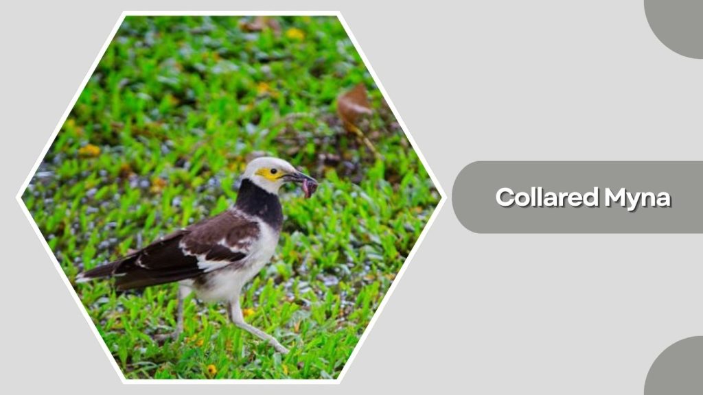 Collared Myna