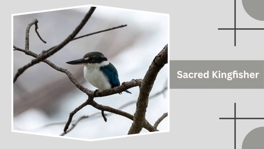 Sacred Kingfisher