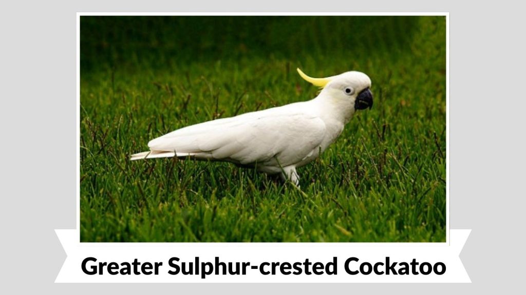 Greater Sulphur-crested Cockatoo