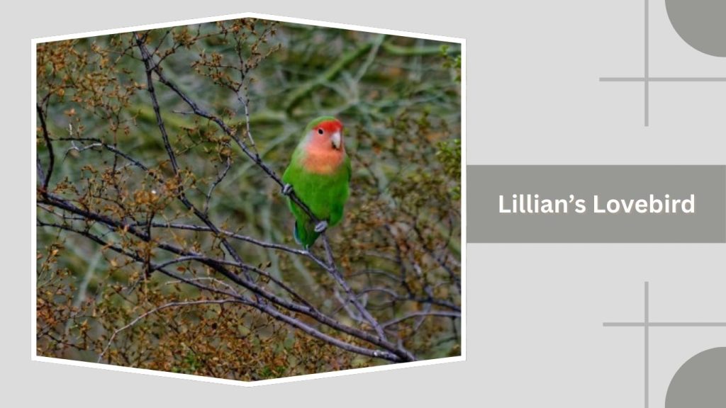 Lillian’s Lovebird
