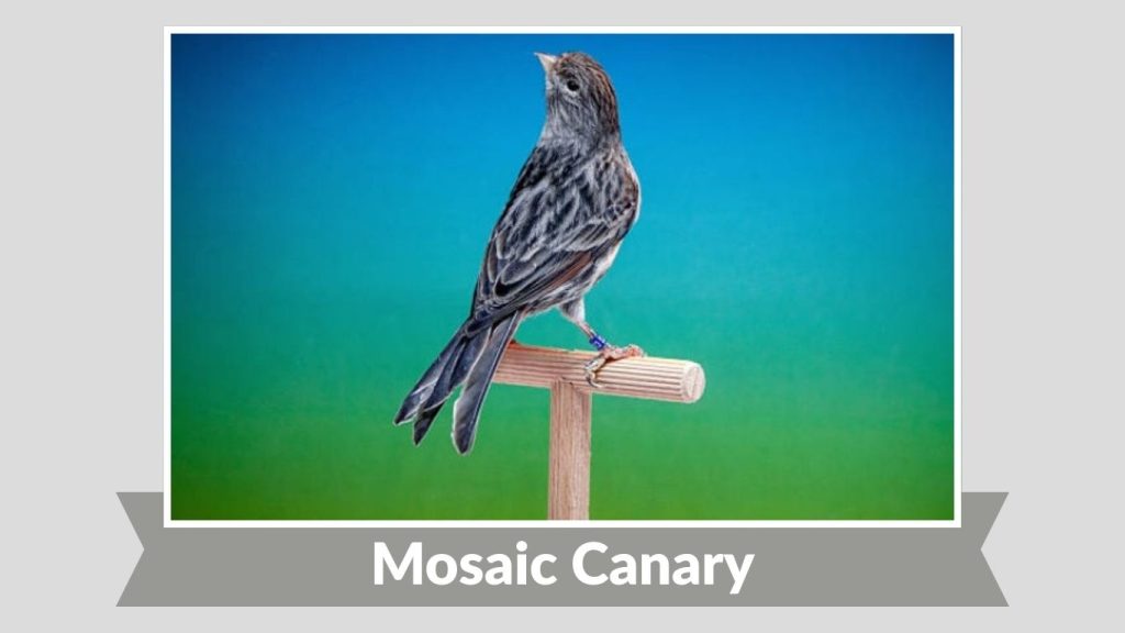 Mosaic Canary