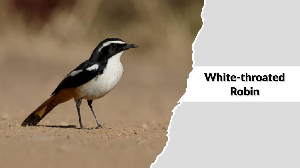 White-throated Robin