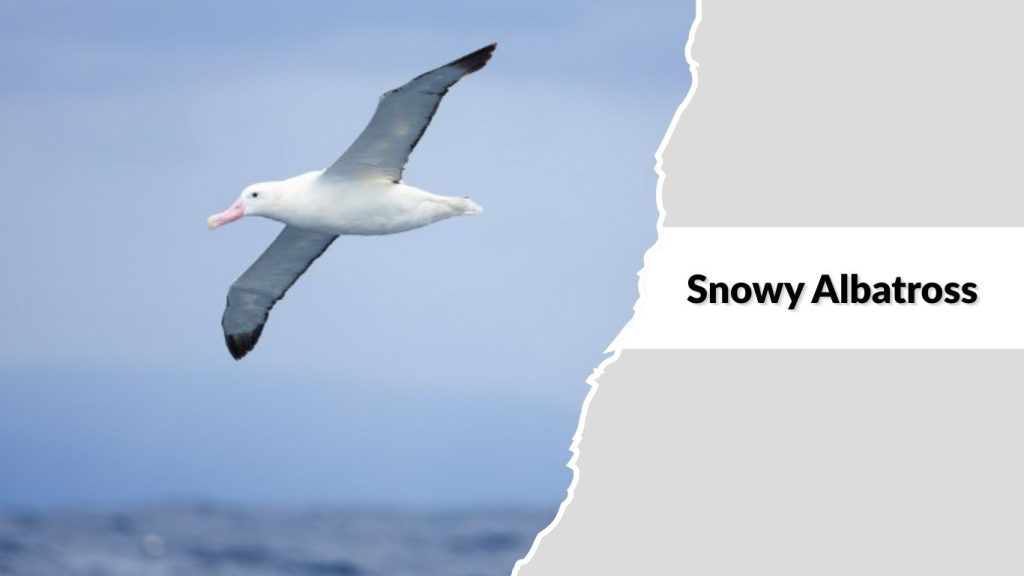 Snowy Albatross 